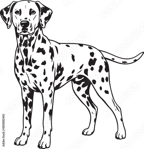 Dalmatian Dog Silhouette on White Background