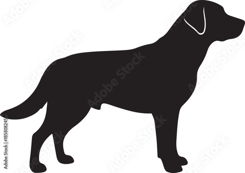 Labrador Retriever Silhouette on White Background