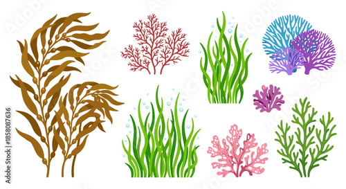 Collection of colorful underwater aquatic plants and sea vegetation