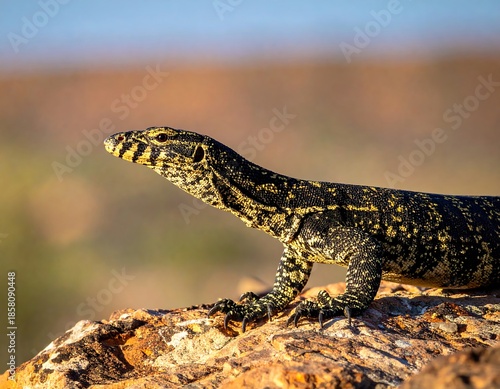 Lizard perches on a rock, observing its surroundings in golden sunlight
