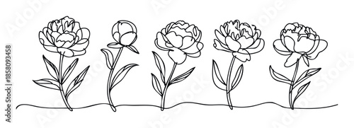 Continuous line drawing of delicate peony flowers creating a minimalist botanical arrangement, perfect for modern wedding invitations, spring decor, or elegant branding materials.