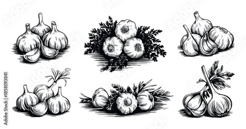 Various handdrawn garlic cloves and bulbs with fresh herbs illustrate essential cooking ingredients for culinary applications like menus and recipe books