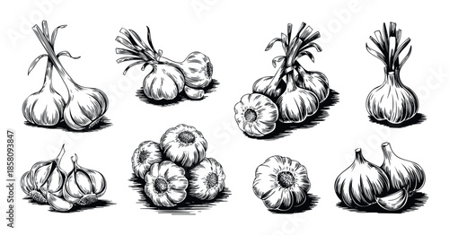 A collection of hand drawn garlic bulbs and cloves, ideal for culinary publications, cooking blogs, restaurant menus, or food packaging designs.