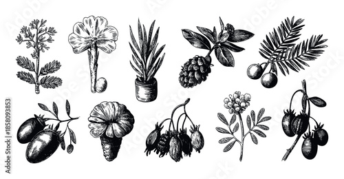 Engraved collection of medicinal herbs, wild berries, and forest mushrooms in a classic hand drawn style perfect for organic product labels or educational materials.