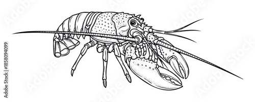 Detailed black and white line drawing of a spiny lobster, perfect for seafood restaurant menus, marine biology educational content, or culinary themed publications.
