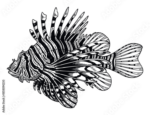 Detailed black and white depiction of a striking lionfish, a dangerous marine animal, perfect for educational materials, underwater ecosystem studies, or oceanthemed graphic designs.