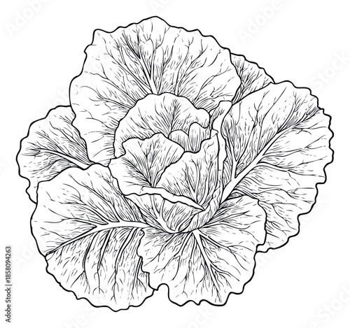 A detailed line drawing of a fresh head of cabbage ideal for cooking guides recipe books healthy eating promotions grocery store advertisements and agricultural education materials.
