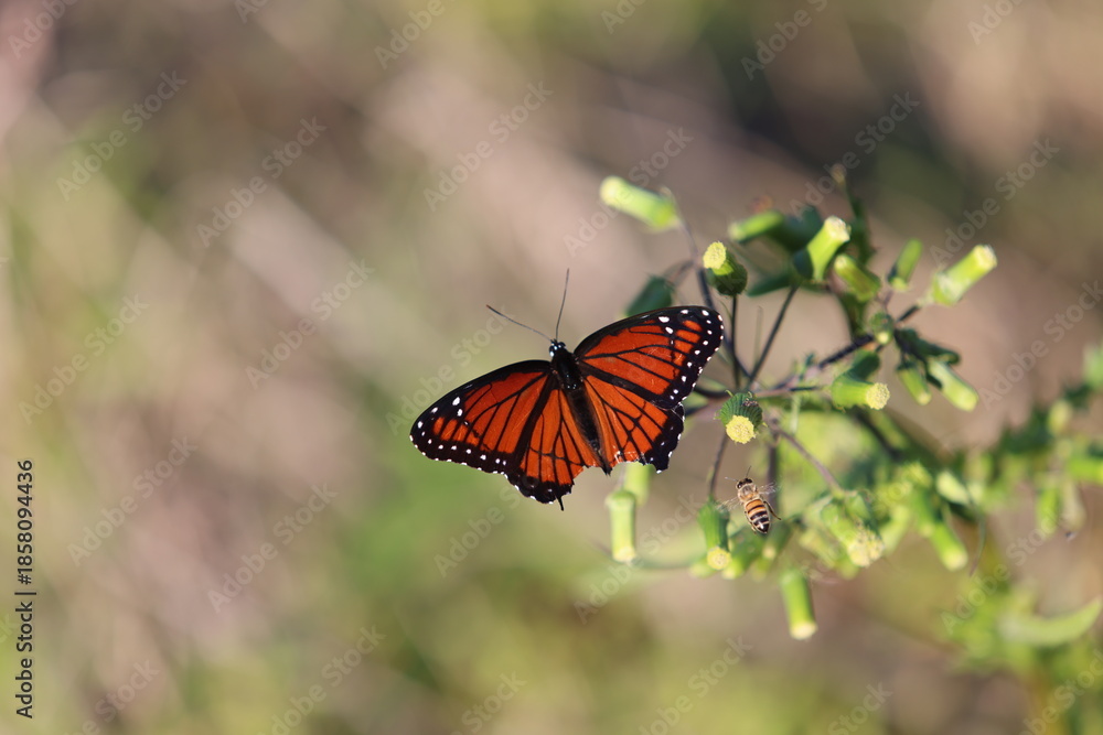 Fototapeta premium Viceroy Butterfly and Bee on Tassel Flowers