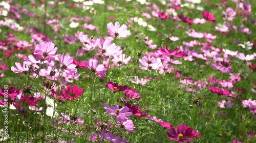 Wallpaper Mural Brightly colored flowers are swaying in the wind. There is a slight camera shake. Torontodigital.ca