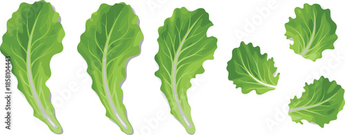 Fresh green lettuce leaves vector set with salad greens and leafy vegetables in flat illustration style on white background