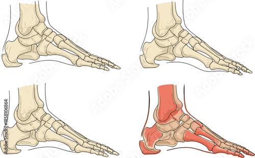 Human foot anatomy illustration set skeletal and muscular structures isolated vector design for medical education orthopedics podiatry biology study