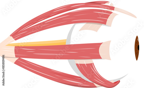 Lateral View of Human Eye Anatomy 