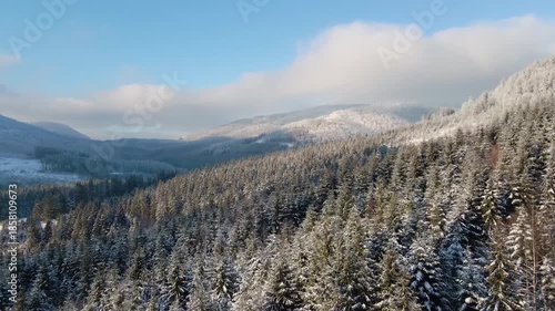 A beautiful drone view of a vast, snow-covered forest of spruce trees in the cold mountains of Synevyr National Park