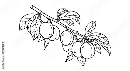 Black and white line art illustration of a branch with several ripe plums and leaves for coloring books and botanical studies.