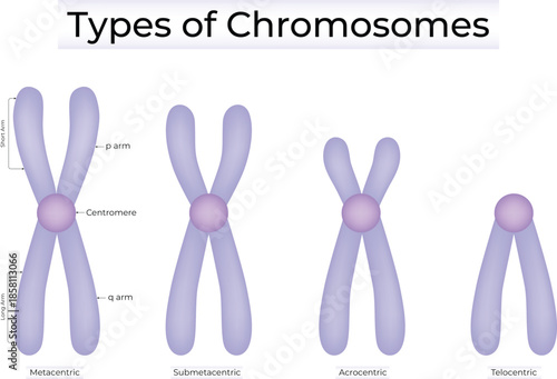 Types of Chromosomes Classified by Centromere Position Vector Illustration