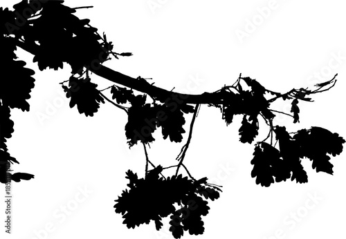 Vector illustration of natural oak tree branch with leaves	
