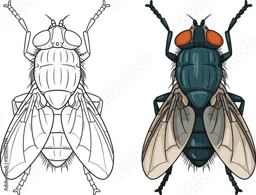Housefly insect anatomy illustration set line art and colored version isolated vector design for biology education entomology science study