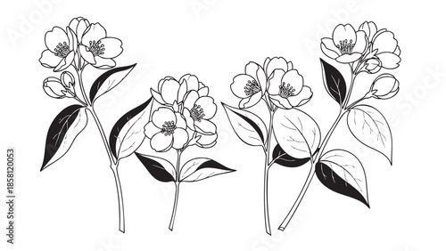 Handdrawn jasmine flower branches with leaves and buds isolated illustration