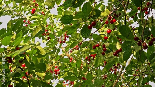 Numerous ripe red cherries hang abundantly on cherry tree branches. Surrounded by vibrant green leaves, the scene exudes freshness and natural beauty.