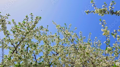 bees pollinating blooming cherry tree on blue sky background at sunny spring day, low angle view
