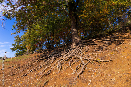 Beautiful branched roots of a tree on a slope.