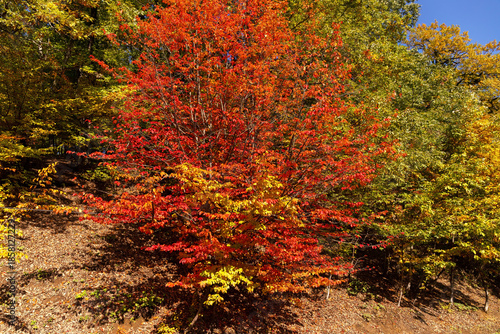 Iron tree with red leaves in autumn.