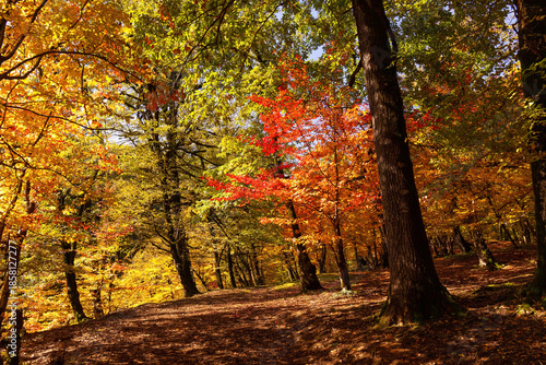 Yellow and red leaves in the autumn forest.