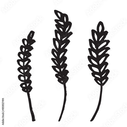 Set of hand drawn cereal wheat oat rye barley rice ears spikelet clipart Organic wheat bread agriculture farming harvest healthy food Single element for design print packaging label decor