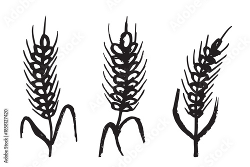 Set of hand drawn cereal wheat oat rye barley rice ears spikelet clipart Organic wheat bread agriculture farming harvest healthy food Single element for design print packaging label decor