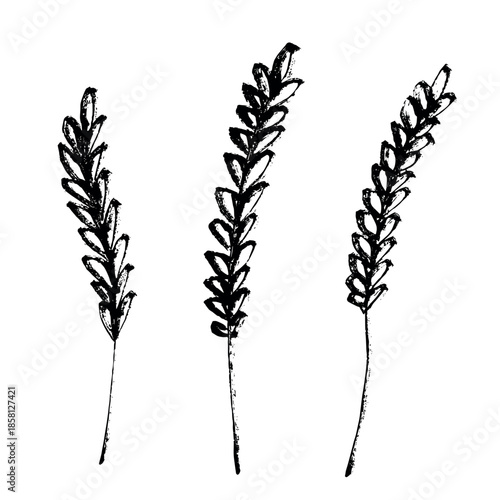 Set of hand drawn cereal wheat oat rye barley rice ears spikelet clipart Organic wheat bread agriculture farming harvest healthy food Single element for design print packaging label decor
