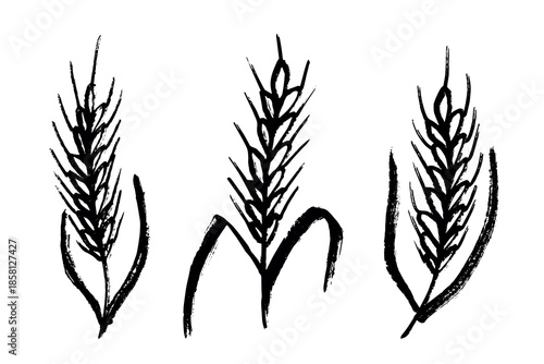 Set of hand drawn cereal wheat oat rye barley rice ears spikelet clipart Organic wheat bread agriculture farming harvest healthy food Single element for design print packaging label decor