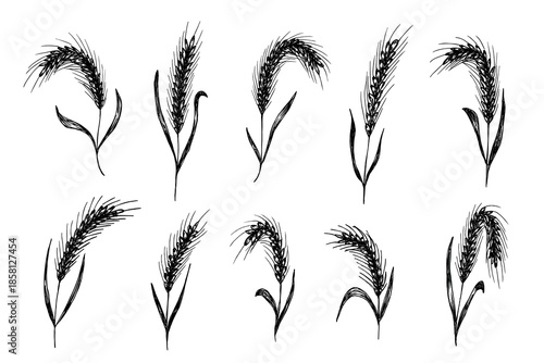 Set of hand drawn cereal wheat oat rye barley rice ears spikelet clipart Organic wheat bread agriculture farming harvest healthy food Single element for design print packaging label decor