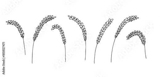 Set of hand drawn cereal wheat oat rye barley rice ears spikelet clipart Organic wheat bread agriculture farming harvest healthy food Single element for design print packaging label decor