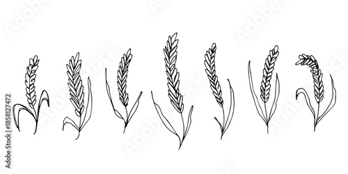 Set of hand drawn cereal wheat oat rye barley rice ears spikelet clipart Organic wheat bread agriculture farming harvest healthy food Single element for design print packaging label decor