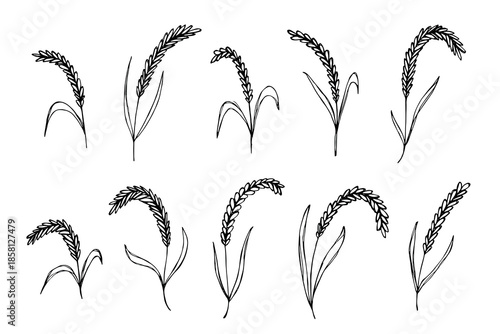 Set of hand drawn cereal wheat oat rye barley rice ears spikelet clipart Organic wheat bread agriculture farming harvest healthy food Single element for design print packaging label decor