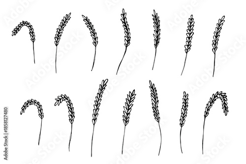 Set of hand drawn cereal wheat oat rye barley rice ears spikelet clipart Organic wheat bread agriculture farming harvest healthy food Single element for design print packaging label decor