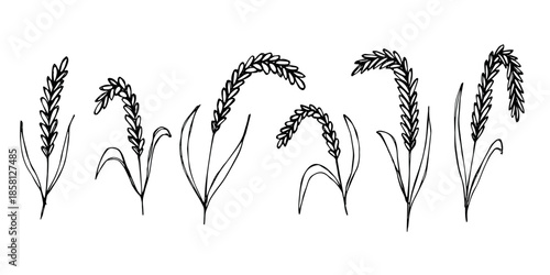 Set of hand drawn cereal wheat oat rye barley rice ears spikelet clipart Organic wheat bread agriculture farming harvest healthy food Single element for design print packaging label decor