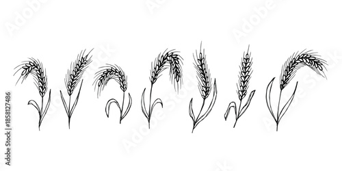 Set of hand drawn cereal wheat oat rye barley rice ears spikelet clipart Organic wheat bread agriculture farming harvest healthy food Single element for design print packaging label decor