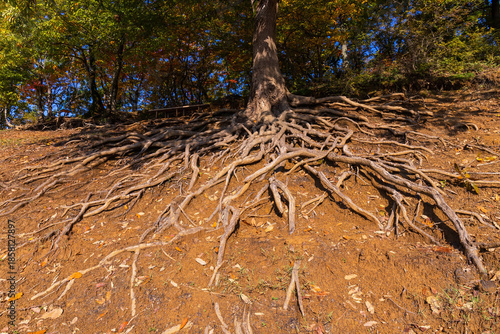 Beautiful branched roots of a tree on a slope.
