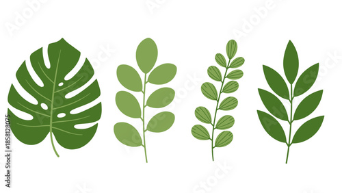Illustration of four distinct green botanical leaves, including a Monstera, on a clean white background, showcasing diverse plant foliage.