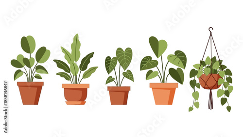 5 collection flowers in pots