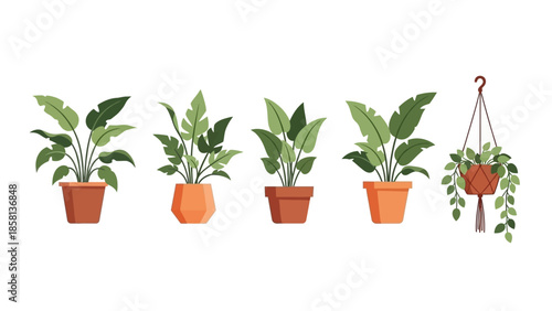 5 flower in pot