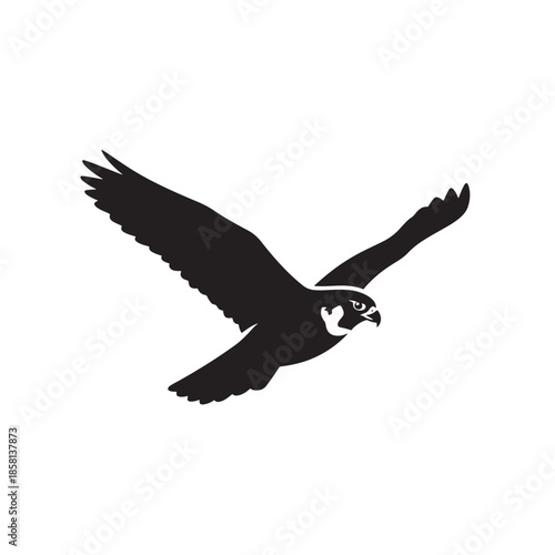Flying Peregrine Falcon in Silhouette with Dramatic Pose in Black on White Background for Wildlife Illustration