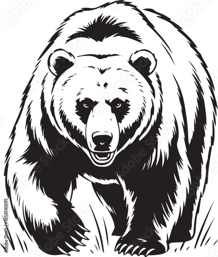 vector illustration of a bear