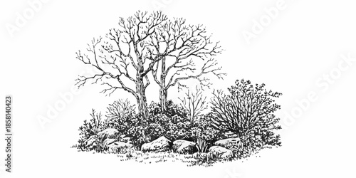 Detailed sketch of barren trees and shrubbery with rocky ground below