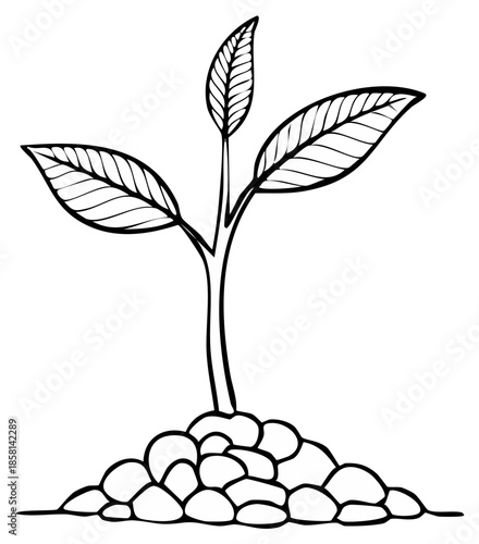 Newly Seeded Plant Stem Growing from Rocks, Minimalist Botany Art, Black and White Sprout, Line Art