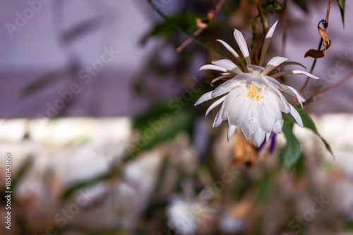 Night blooming cactus flower opening indoors with white layered petals and golden stamens softly lit expressing elegance purity rarity and quiet nocturnal serenity