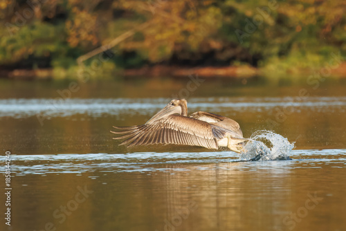 Brown Pelican Pushing Off Water With Strong Splash