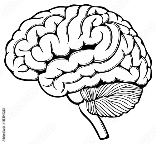 Brain illustration, anatomical diagram, monochrome design, cognitive symbol