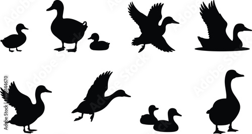 Black duck and goose silhouettes collection isolated on white background, wild waterfowl shapes set for nature design, hunting graphics, logos, and illustrations